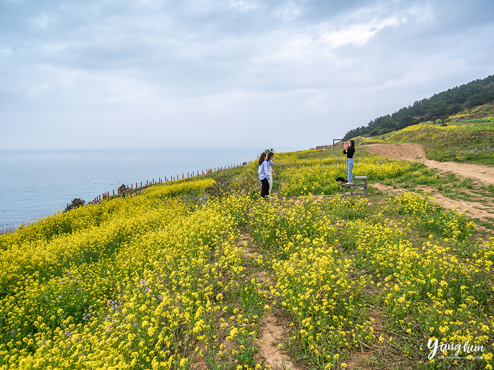 제주 유채꽃 명소 제주도 함덕 서우봉 둘레길