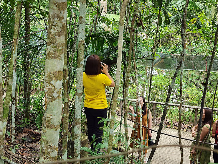 동남아여행 필리핀 보홀 투어 안경원숭이