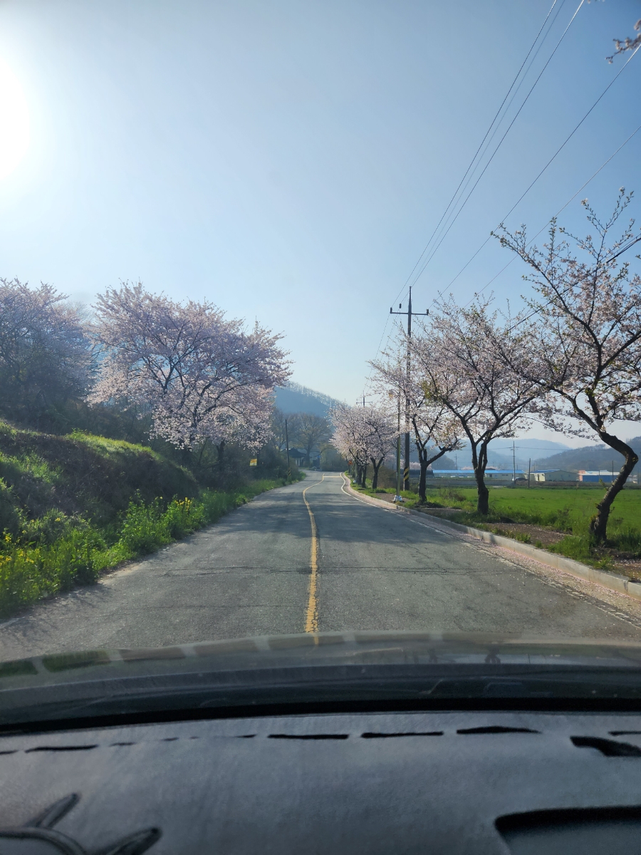 함평을담다 벚꽃길 추천 로컬크리에이터