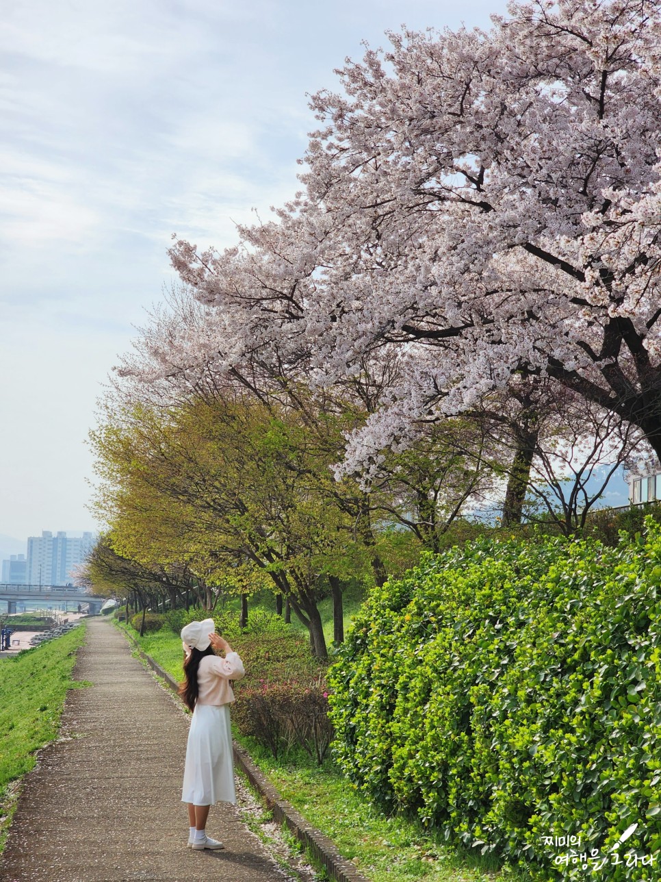 2024 정읍 벚꽃 축제 가볼만한곳 전북 여행