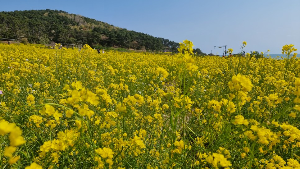 울산 가볼만한 곳, 성끝마을 슬도 유채꽃