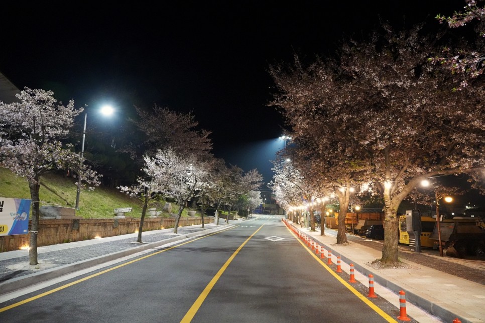 부여 문화유산 야행 일정 중 의열로 차량 전면 통제 및 정림사지 벚꽃