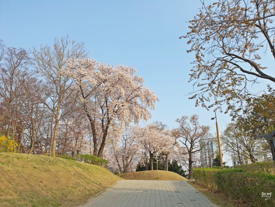 인천 영종도 갈만한곳 영종도 벚꽃 명소 영종진공원