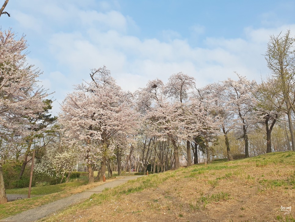 인천 영종도 갈만한곳 영종도 벚꽃 명소 영종진공원