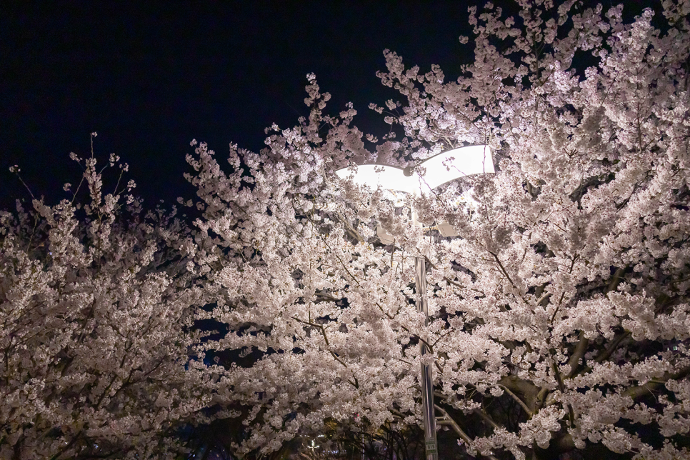 벚꽃여행  서산 가볼만한곳 중왕리 벚꽃길, 용비지, 호수공원 서산 여행