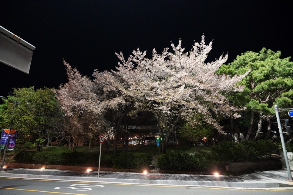 부여 문화유산 야행 일정 중 의열로 차량 전면 통제 및 정림사지 벚꽃