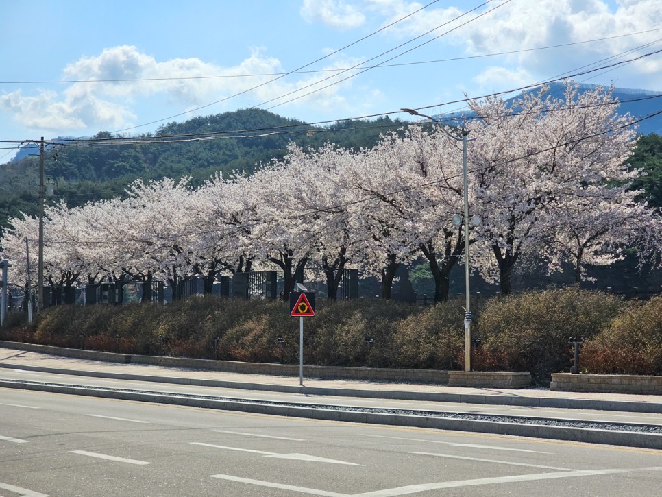 강원도 평창 여행 코스 벚꽃명소 가볼만한곳 어름치마을 올림픽시장