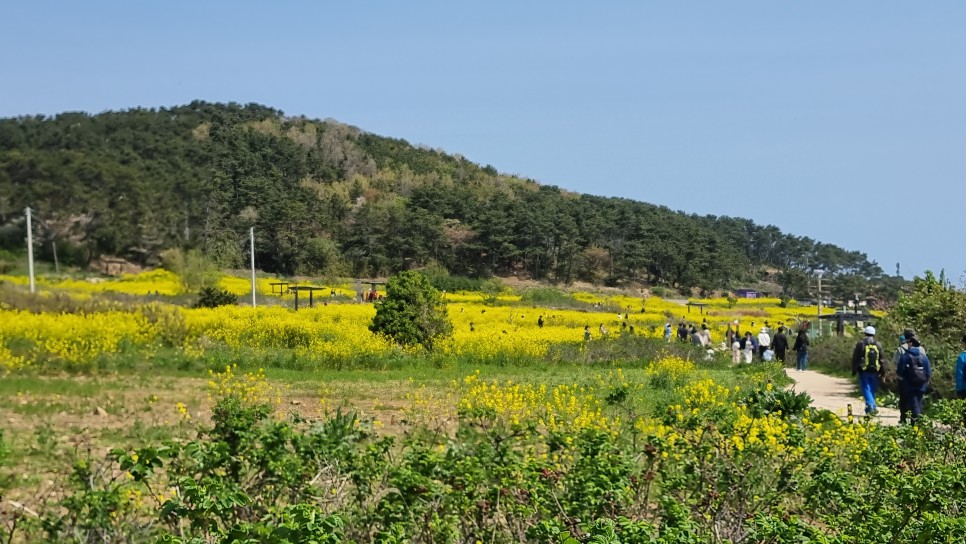 울산 가볼만한 곳, 성끝마을 슬도 유채꽃