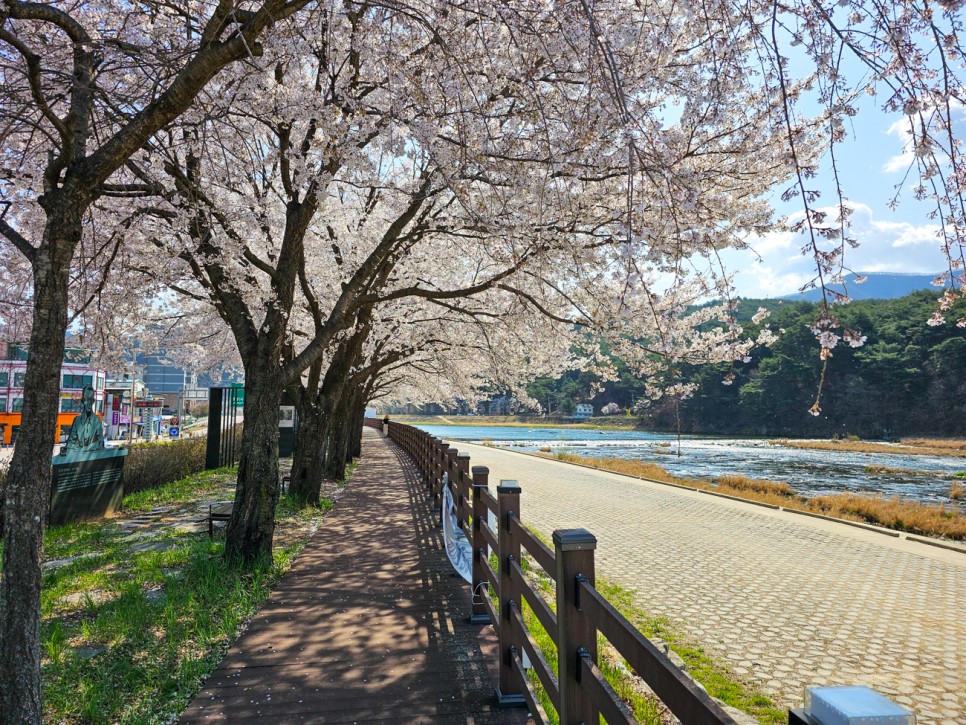 강원도 평창 여행 코스 벚꽃명소 가볼만한곳 어름치마을 올림픽시장