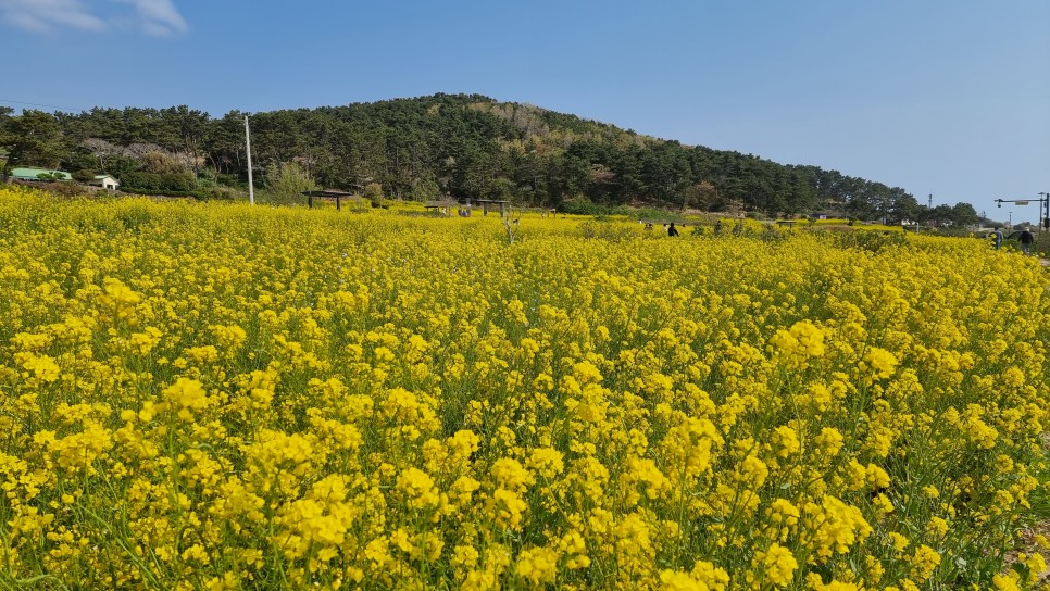 울산 가볼만한 곳, 성끝마을 슬도 유채꽃