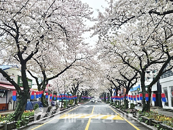 “꽃 중에는 웃음꽃이 최고지만 왕벚꽃도 최고..전농로 설경이 따로 없다”