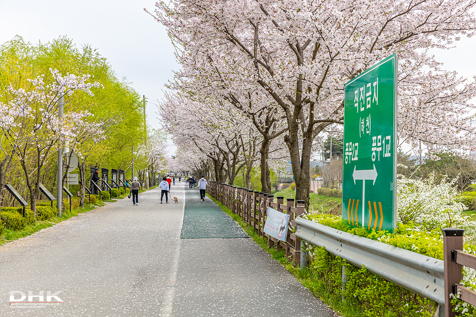실시간 인천 김포 계양천 벚꽃 풍경 벚꽃명소 지금 가볼만한곳