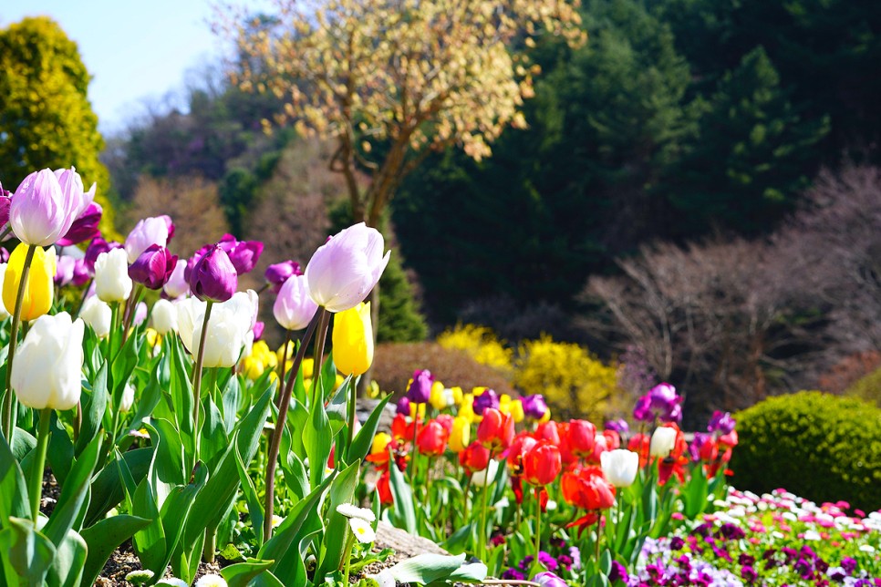 가평 가볼만한곳 서울근교 여행 가평 데이트 코스 아침고요수목원 봄꽃축제