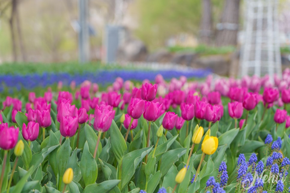 대구 옥연지 송해공원 튤립 벚꽃 대구 꽃구경 명소