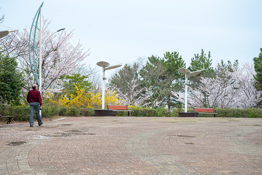 전남 여수 벚꽃 명소 자산공원 여수 해상케이블카 자산탑승장 돌산공원