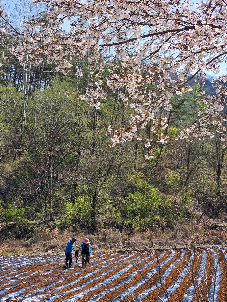 강원도 평창 여행 코스 벚꽃명소 가볼만한곳 어름치마을 올림픽시장