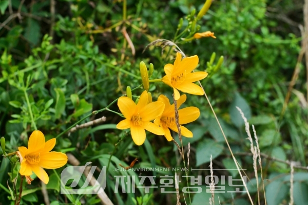 국립수목원, 4월의 정원식물 ‘백운산원추리’ 선정