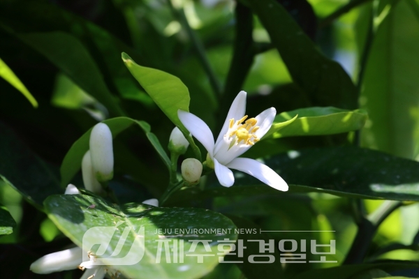노지 감귤꽃, 5월 9일 정도 활짝 필 듯..지난해보다 3일 정도 늦어