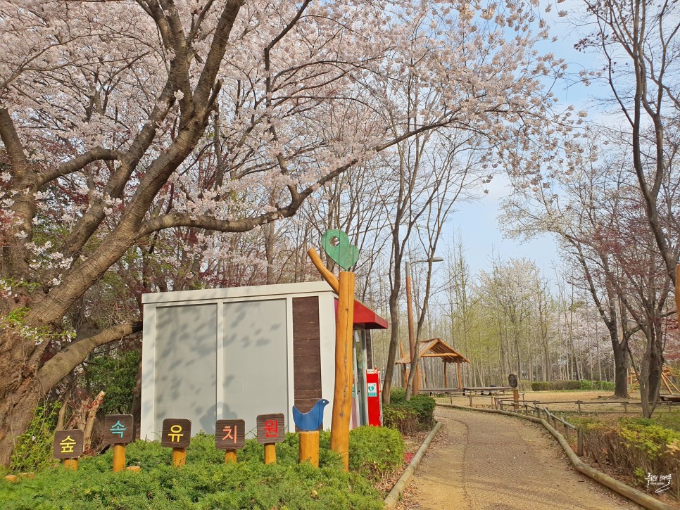 인천 영종도 갈만한곳 영종도 벚꽃 명소 영종진공원