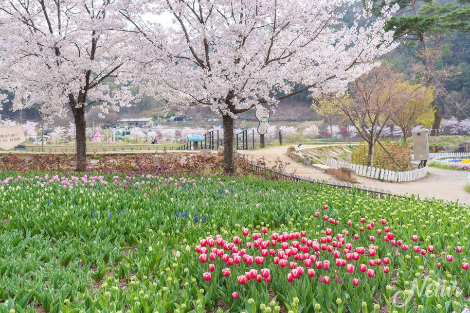 대구 옥연지 송해공원 튤립 벚꽃 대구 꽃구경 명소