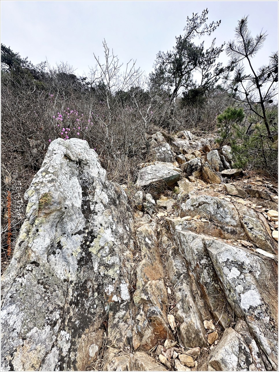 강진 만덕산 최단코스 / 백련사 동백나무숲