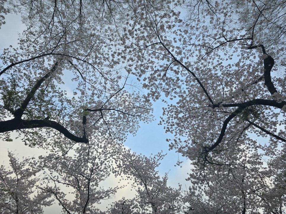 오늘 에버랜드 벚꽃 희원(호암미술관)까지 만개