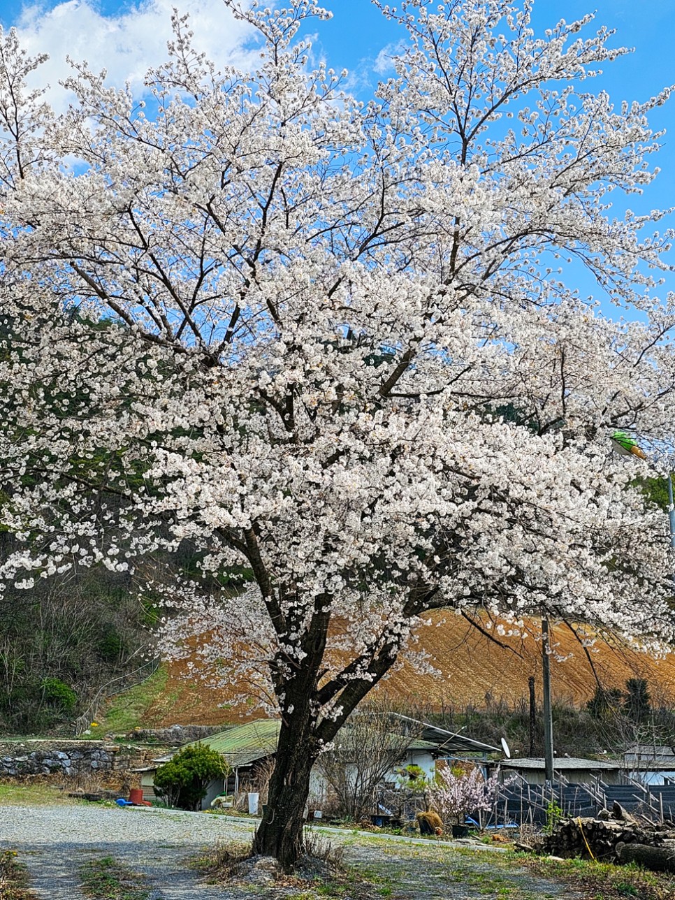 강원도 평창 여행 코스 벚꽃명소 가볼만한곳 어름치마을 올림픽시장