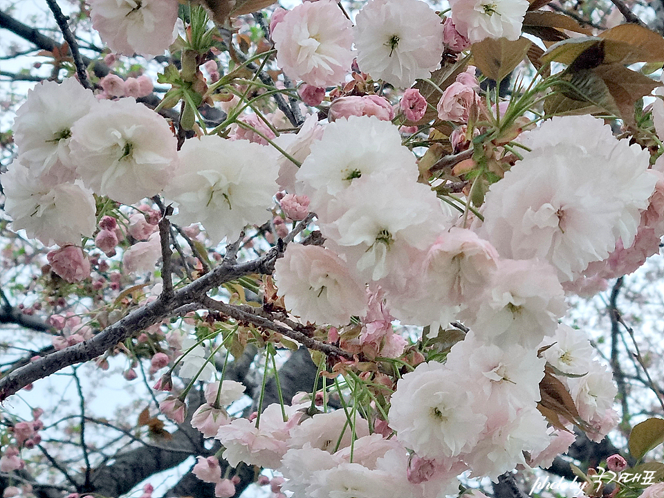 전남 벚꽃 명소 전라도 순천 동천 벚꽃
