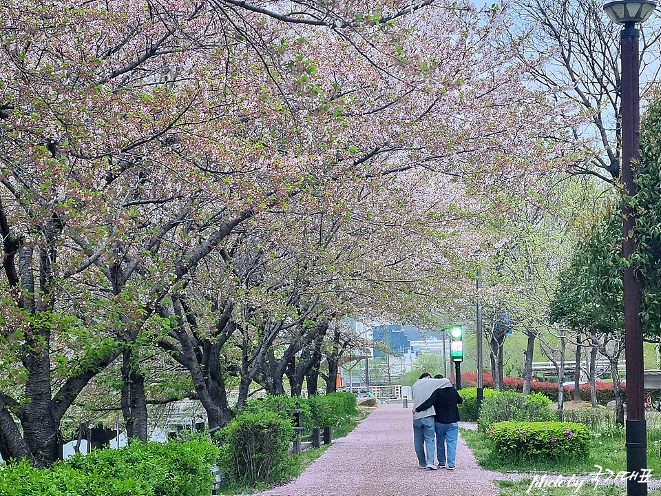 전남 벚꽃 명소 전라도 순천 동천 벚꽃