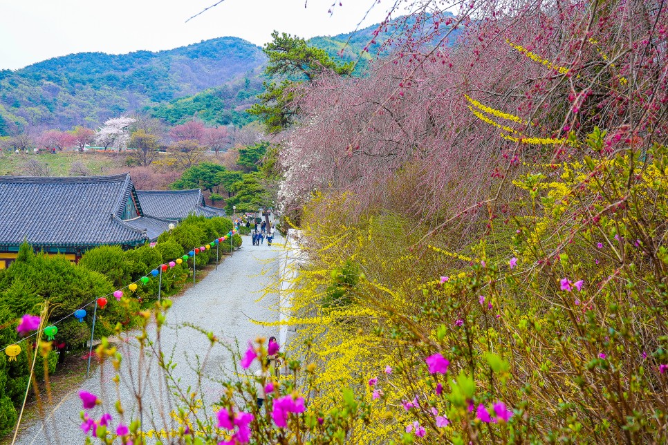 천안 벚꽃 명소 천안 각원사 겹벚꽃 4월 15일경 만개 예상