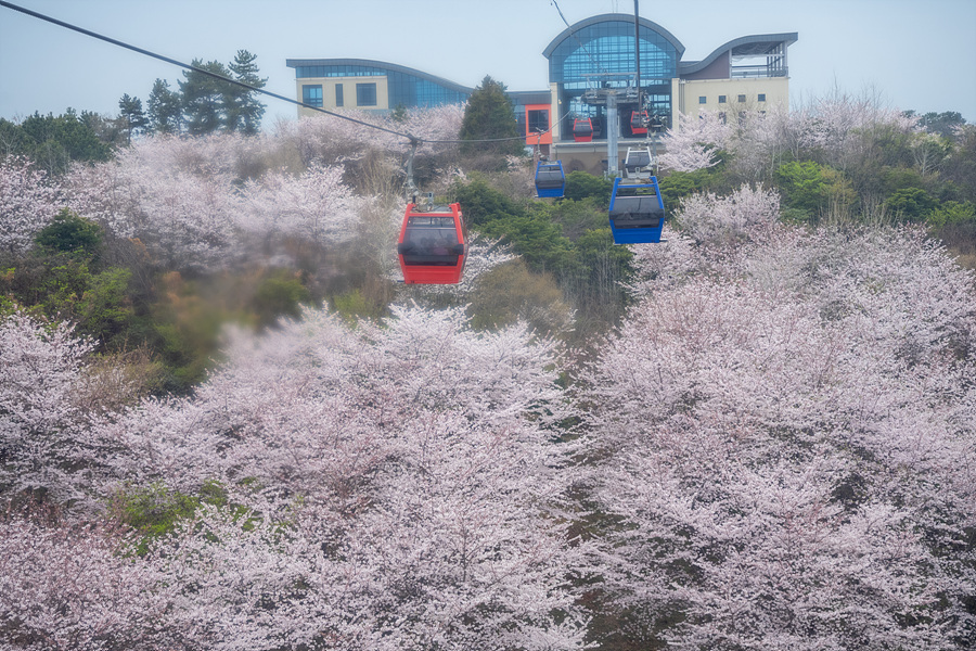 전남 여수 벚꽃 명소 자산공원 여수 해상케이블카 자산탑승장 돌산공원