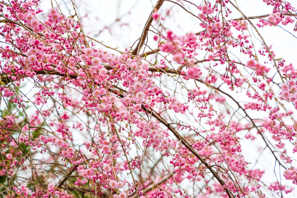 천안 벚꽃 명소 천안 각원사 겹벚꽃 4월 15일경 만개 예상