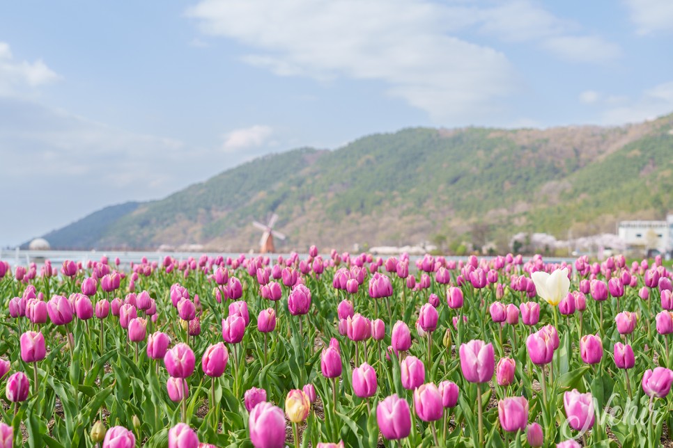 대구 옥연지 송해공원 튤립 벚꽃 대구 꽃구경 명소