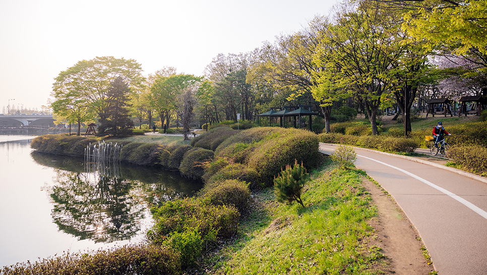 고양시 가볼만한곳 일산호수공원 벚꽃 엔딩(24.04.11)