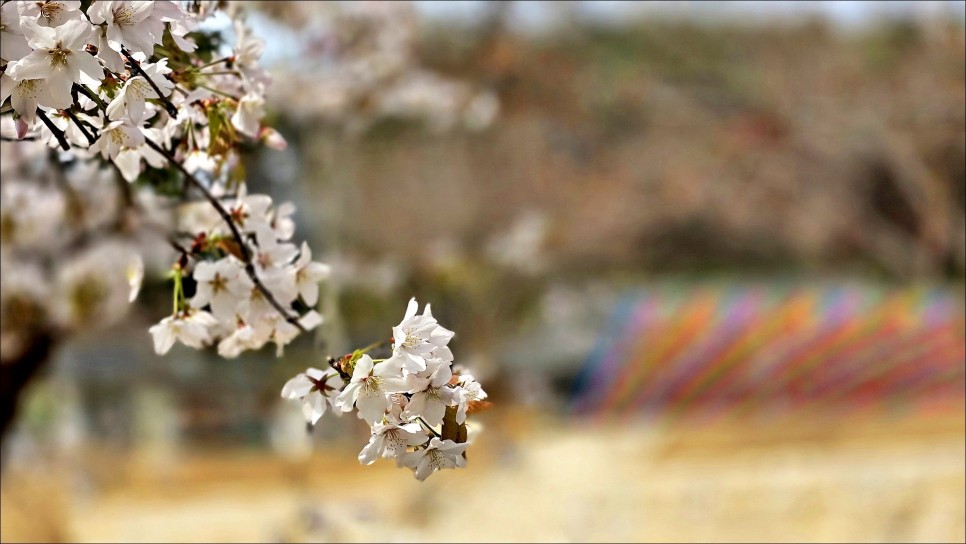 봄에 가볼만한곳 서산 겹벚꽃 개화시기 문수사 겹벚꽃 4월 10일 개화상황