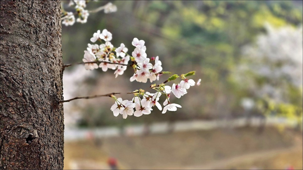 봄에 가볼만한곳 서산 겹벚꽃 개화시기 문수사 겹벚꽃 4월 10일 개화상황