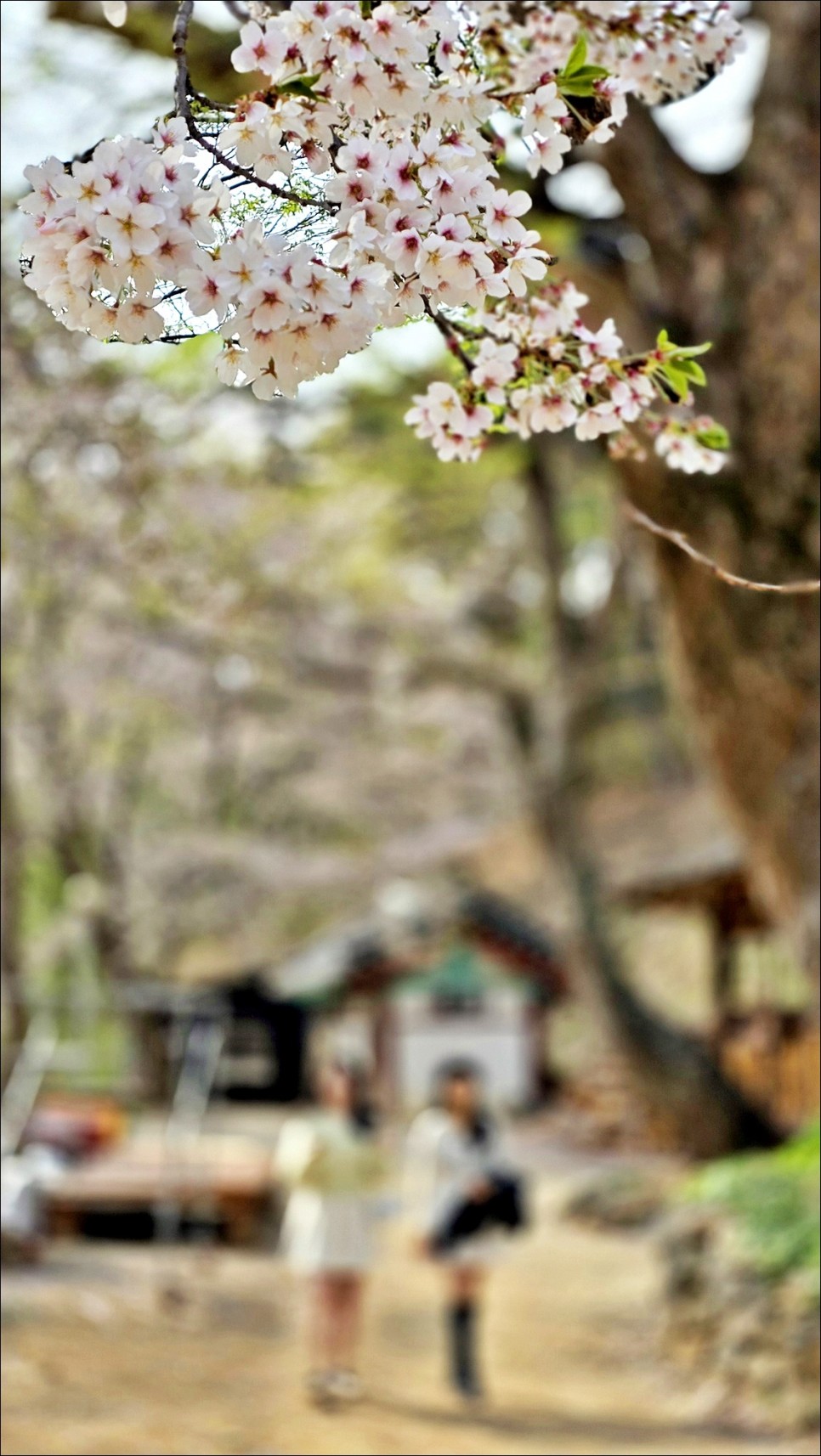 봄에 가볼만한곳 서산 겹벚꽃 개화시기 문수사 겹벚꽃 4월 10일 개화상황