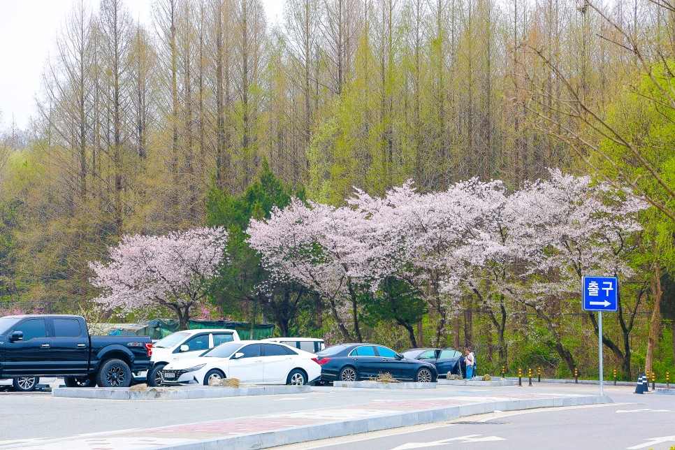 전주동물원 과 전주 벚꽃 명소 엔딩 전주 가볼만한곳