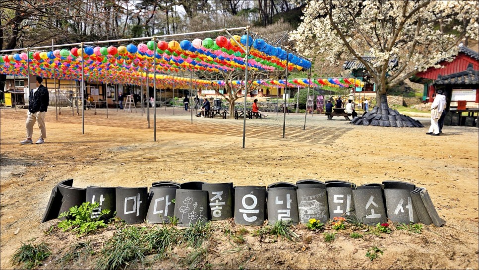 봄에 가볼만한곳 서산 겹벚꽃 개화시기 문수사 겹벚꽃 4월 10일 개화상황