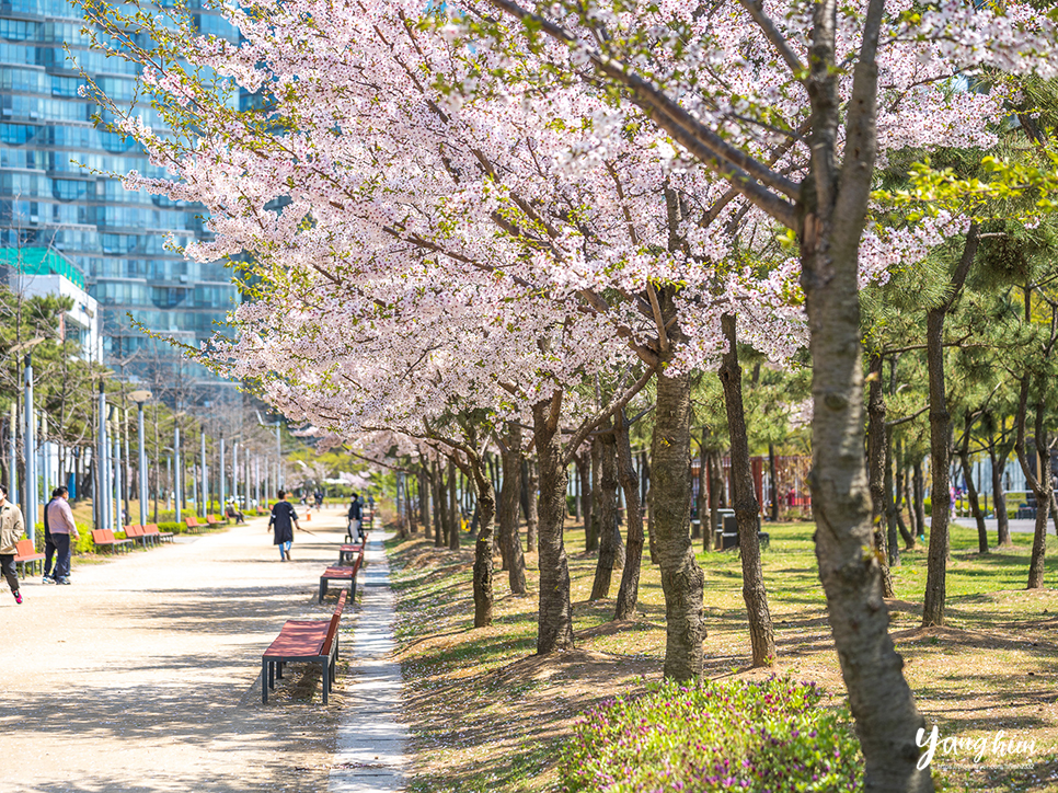 인천 송도 가볼만한곳 송도센트럴파크 공원 벚꽃 놀거리