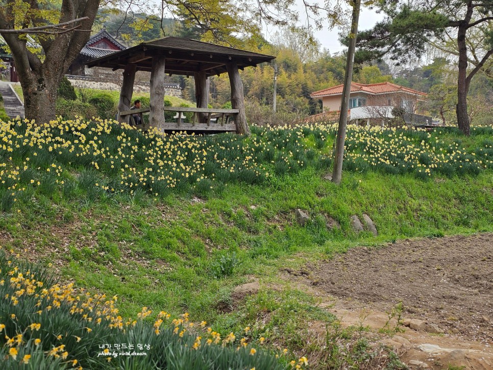 충남 홍성 여행 가볼만한곳 벚꽃 명소 거북이마을 수선화축제
