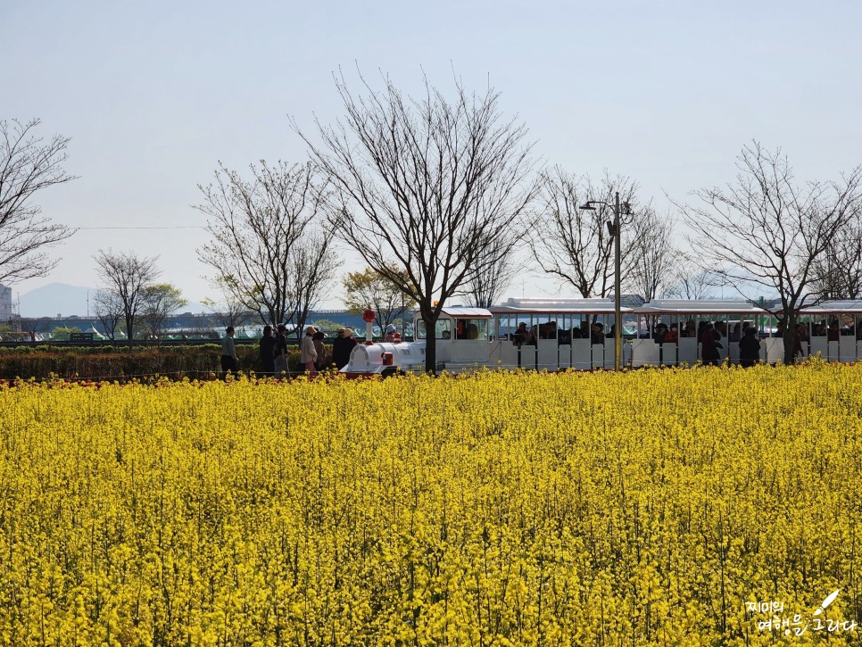 창녕 낙동강 유채 축제 유채꽃 가볼만한곳 남지 체육공원 4월 꽃구경