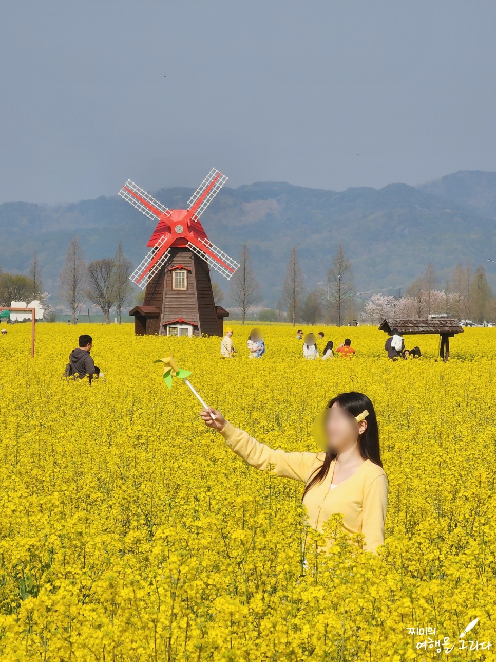 창녕 낙동강 유채 축제 유채꽃 가볼만한곳 남지 체육공원 4월 꽃구경