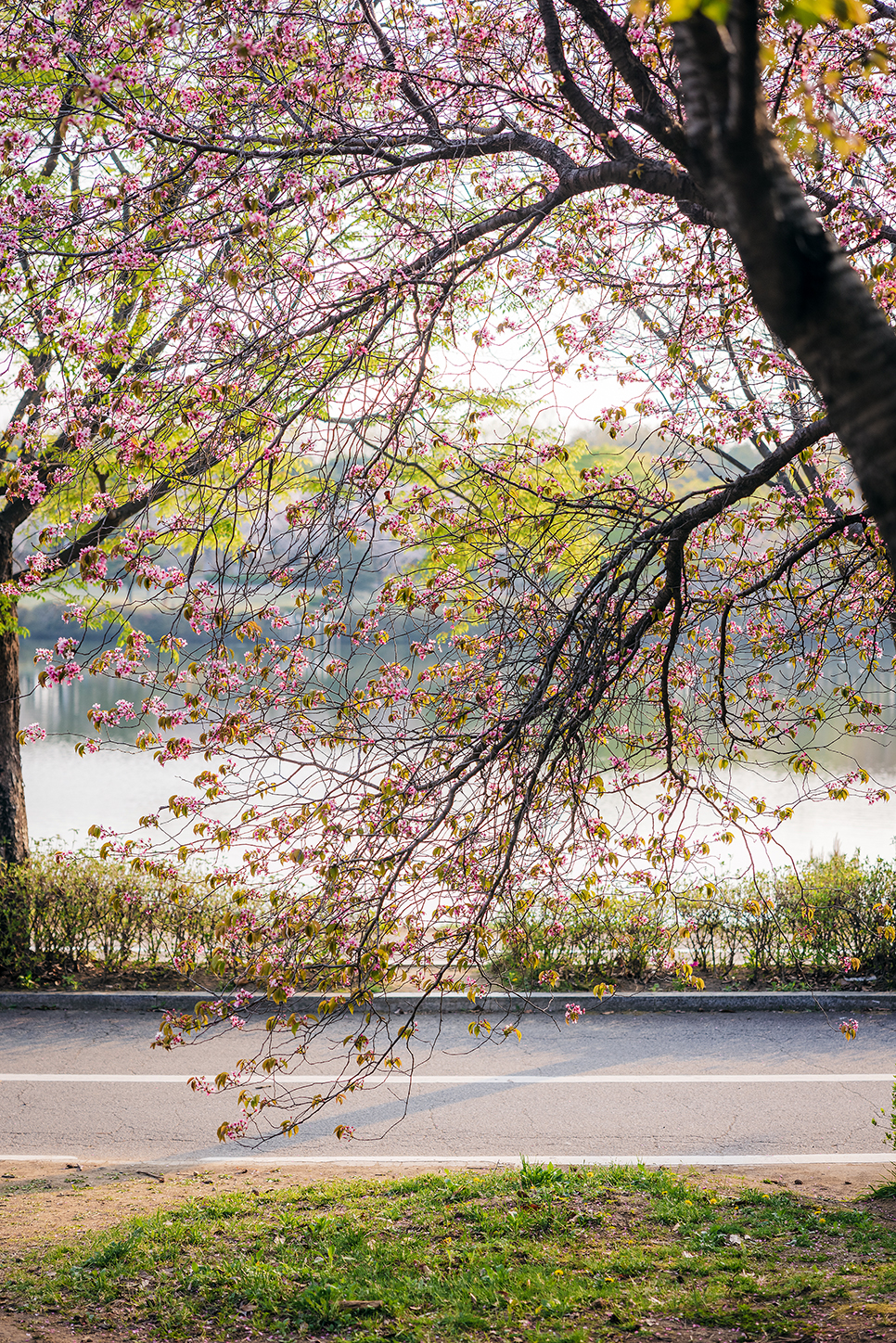 고양시 가볼만한곳 일산호수공원 벚꽃 엔딩(24.04.11)