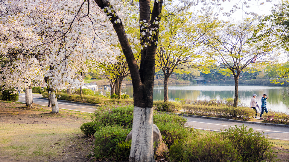 고양시 가볼만한곳 일산호수공원 벚꽃 엔딩(24.04.11)