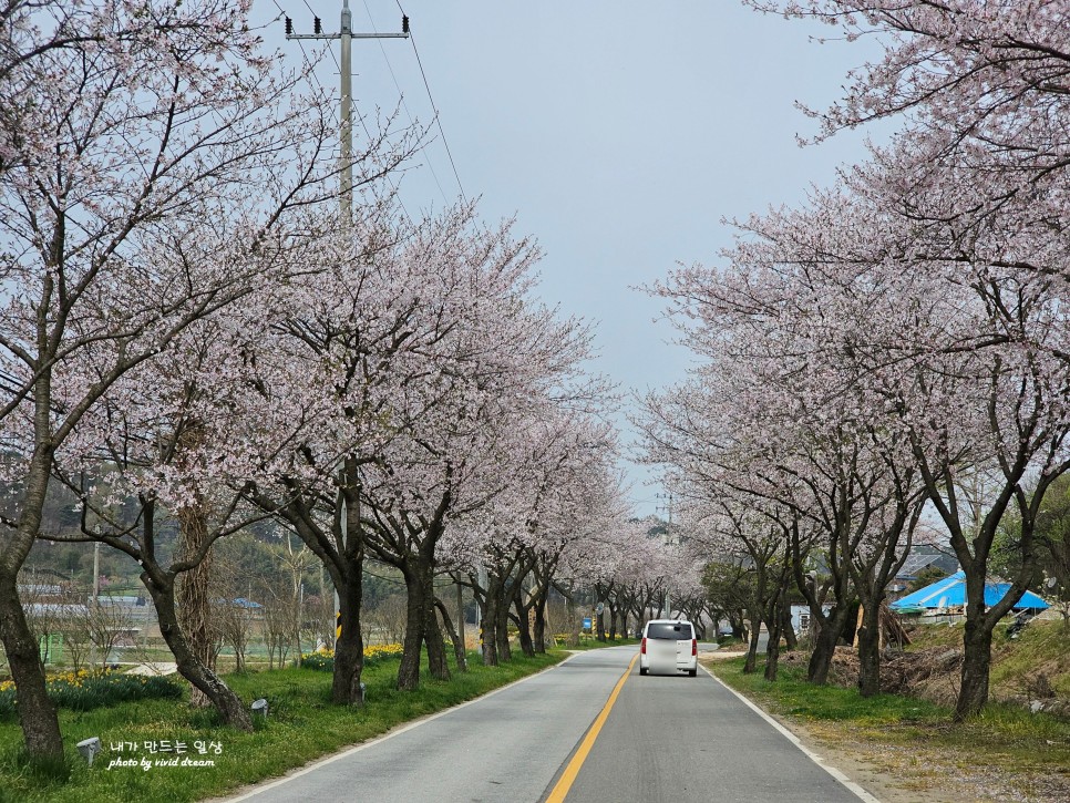 충남 홍성 여행 가볼만한곳 벚꽃 명소 거북이마을 수선화축제