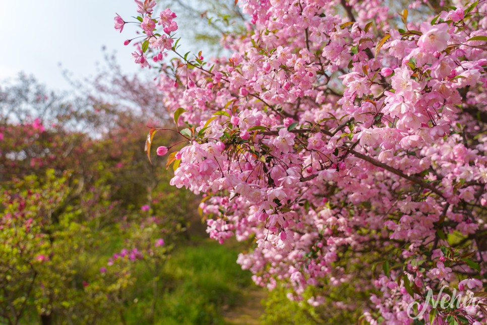 전주 완산칠봉 꽃동산 완산공원 주차장 실시간 철쭉 겹벚꽃 전주 나들이