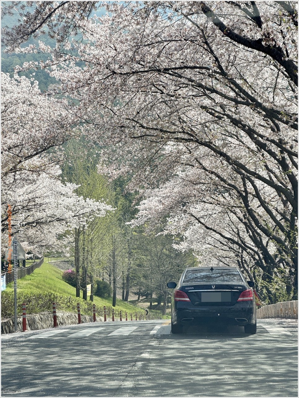 양산 토곡산 - 吐하고 哭이 나오는 山이라더만..