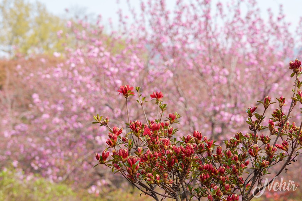 전주 완산칠봉 꽃동산 완산공원 주차장 실시간 철쭉 겹벚꽃 전주 나들이