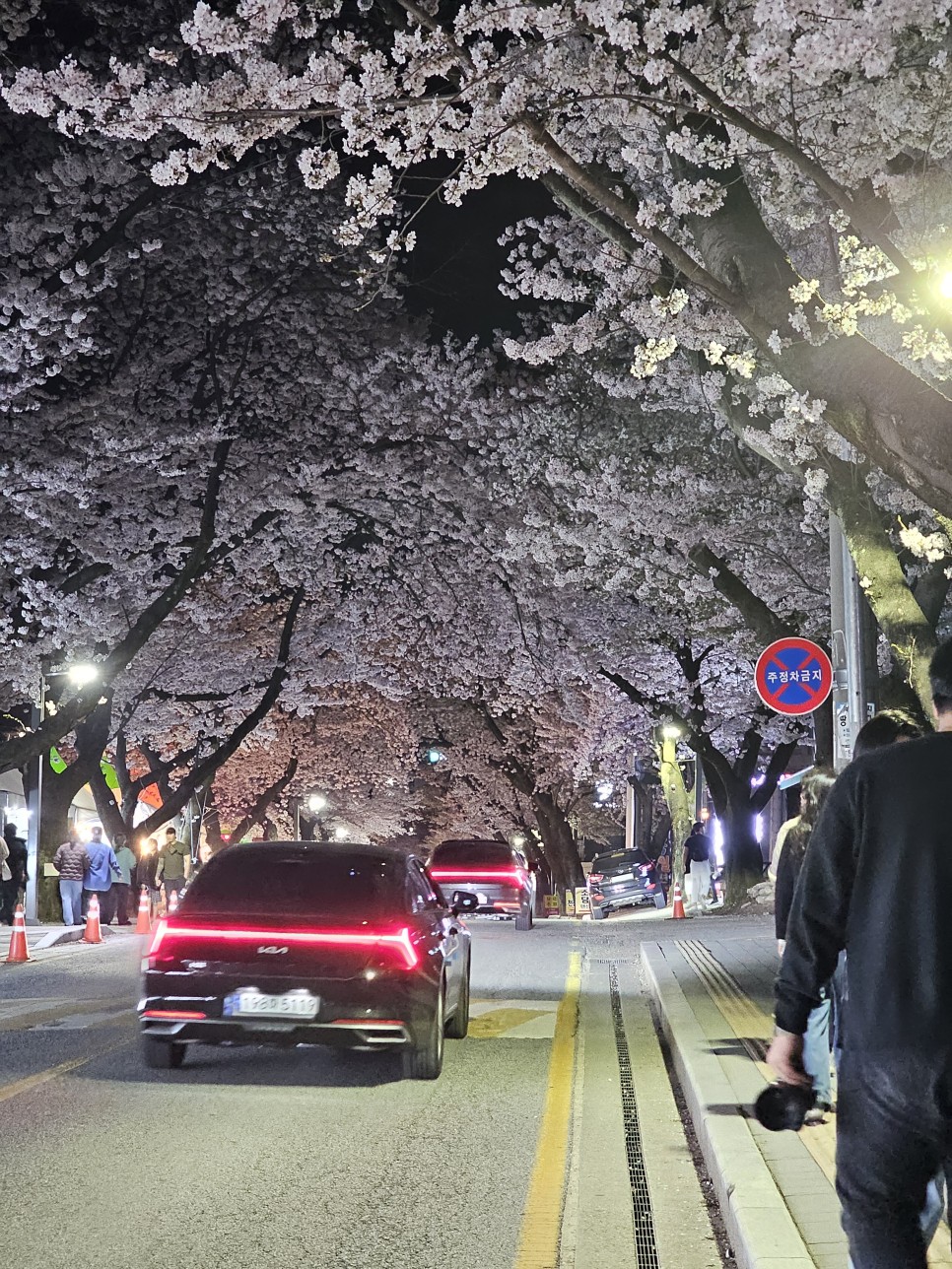 대전근교 풀빌라 공주 펜션 동학사 벚꽃 포레스트스테이